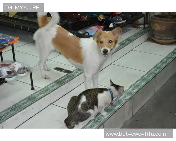 铿锵三人行足球盛宴中的友情与拼搏精神的交融与碰撞